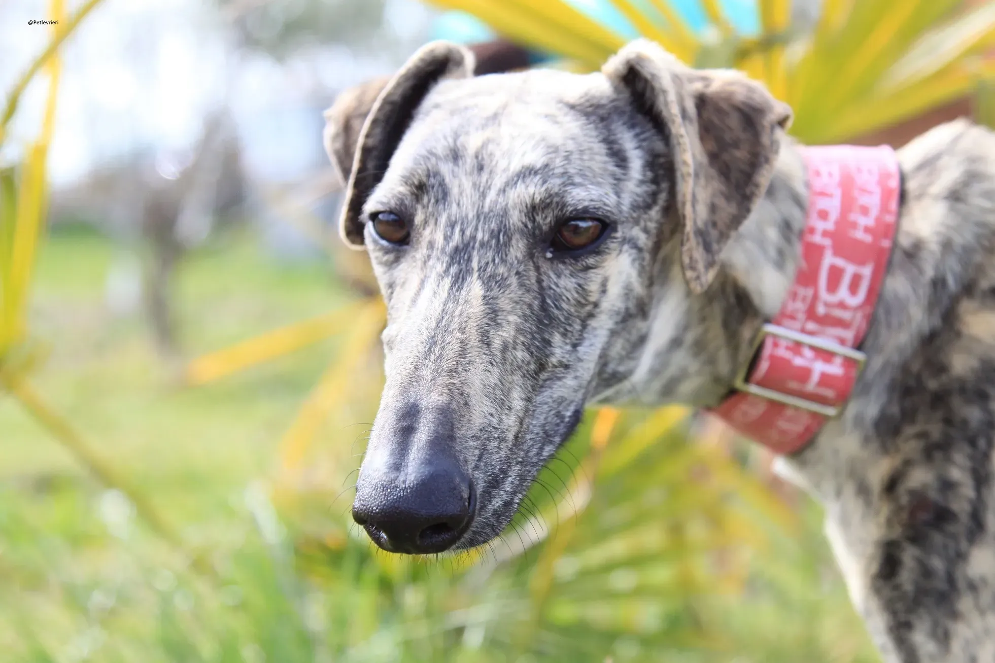 Galga chip 3145 Adozione Levrieri Galgo Scooby 27