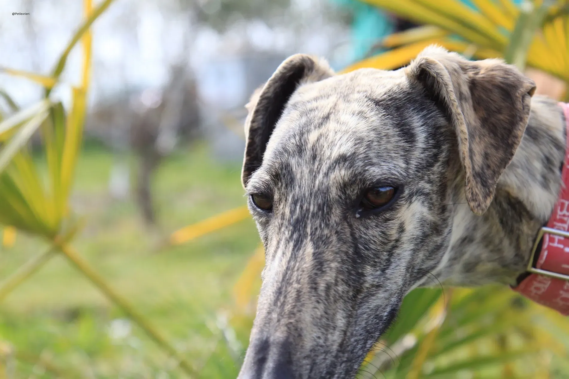 Galga chip 3145 Adozione Levrieri Galgo Scooby 28