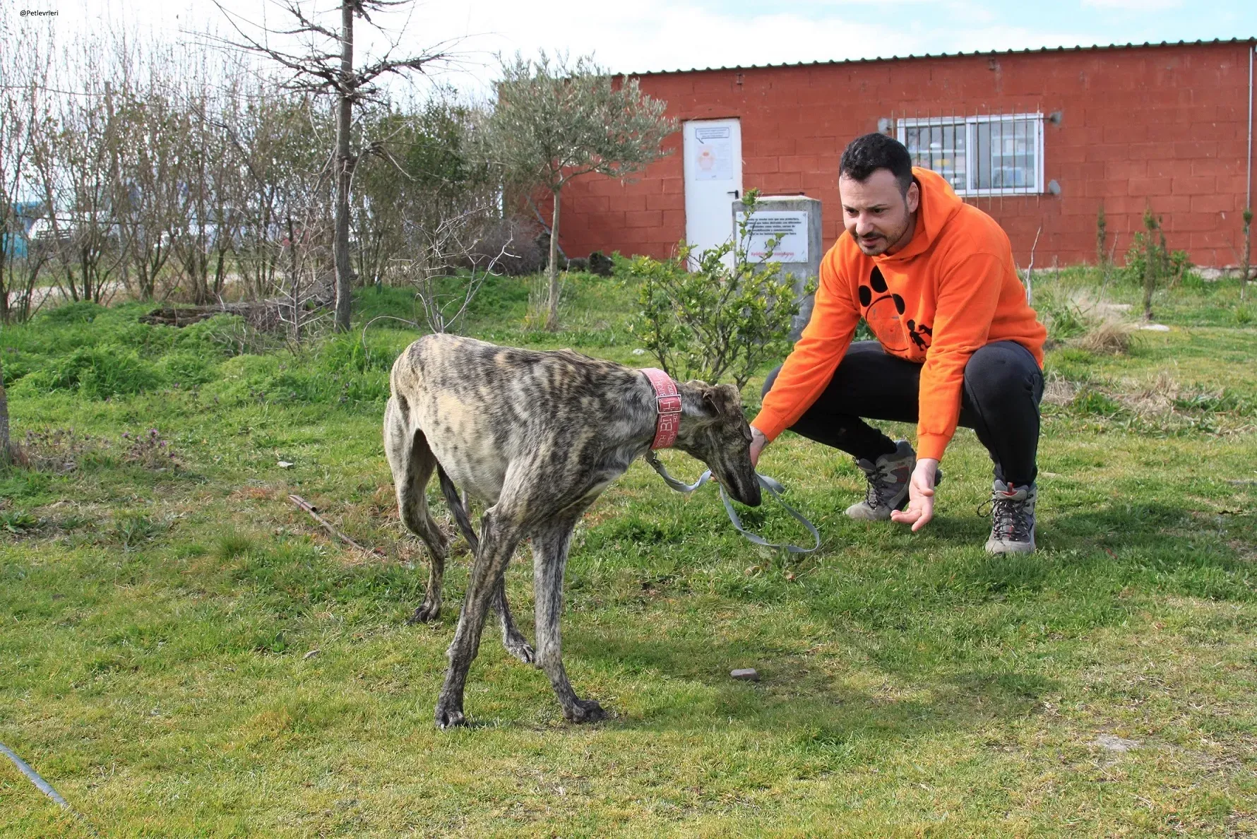 Galga chip 3145 Adozione Levrieri Galgo Scooby 29