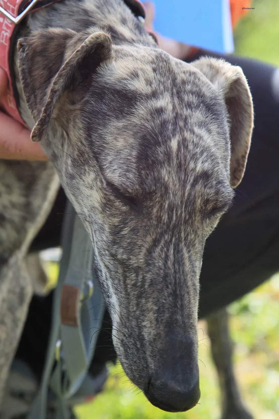 Galga chip 3145 Adozione Levrieri Galgo Scooby 3