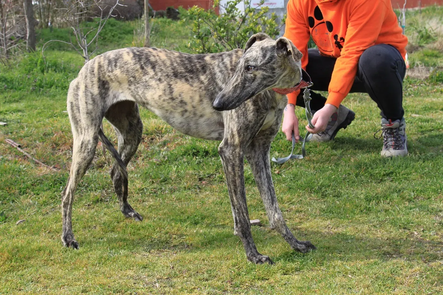 Galga chip 3145 Adozione Levrieri Galgo Scooby 30