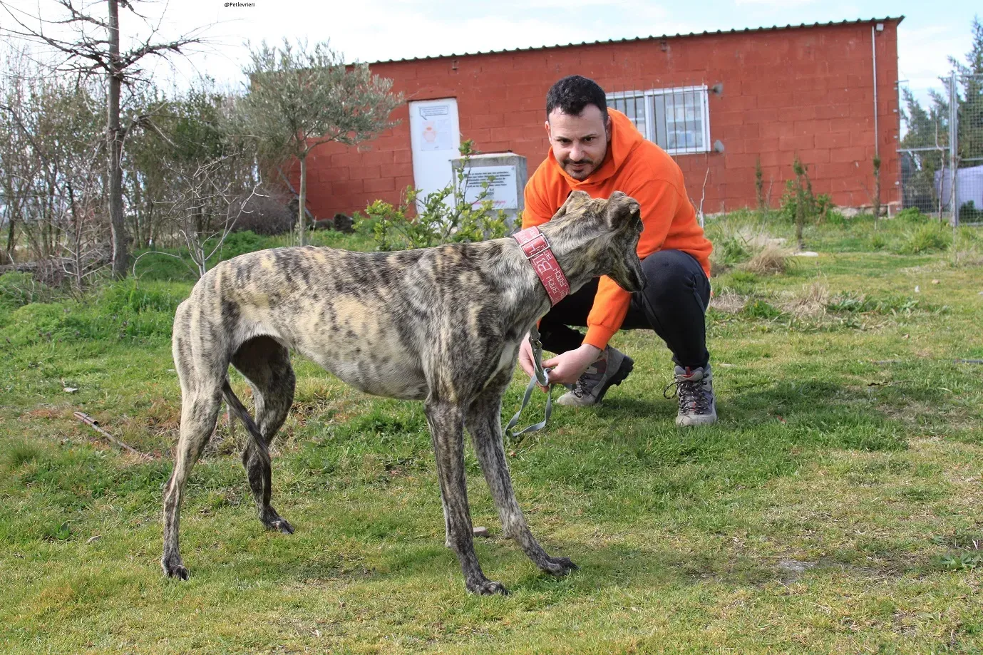 Galga chip 3145 Adozione Levrieri Galgo Scooby 31