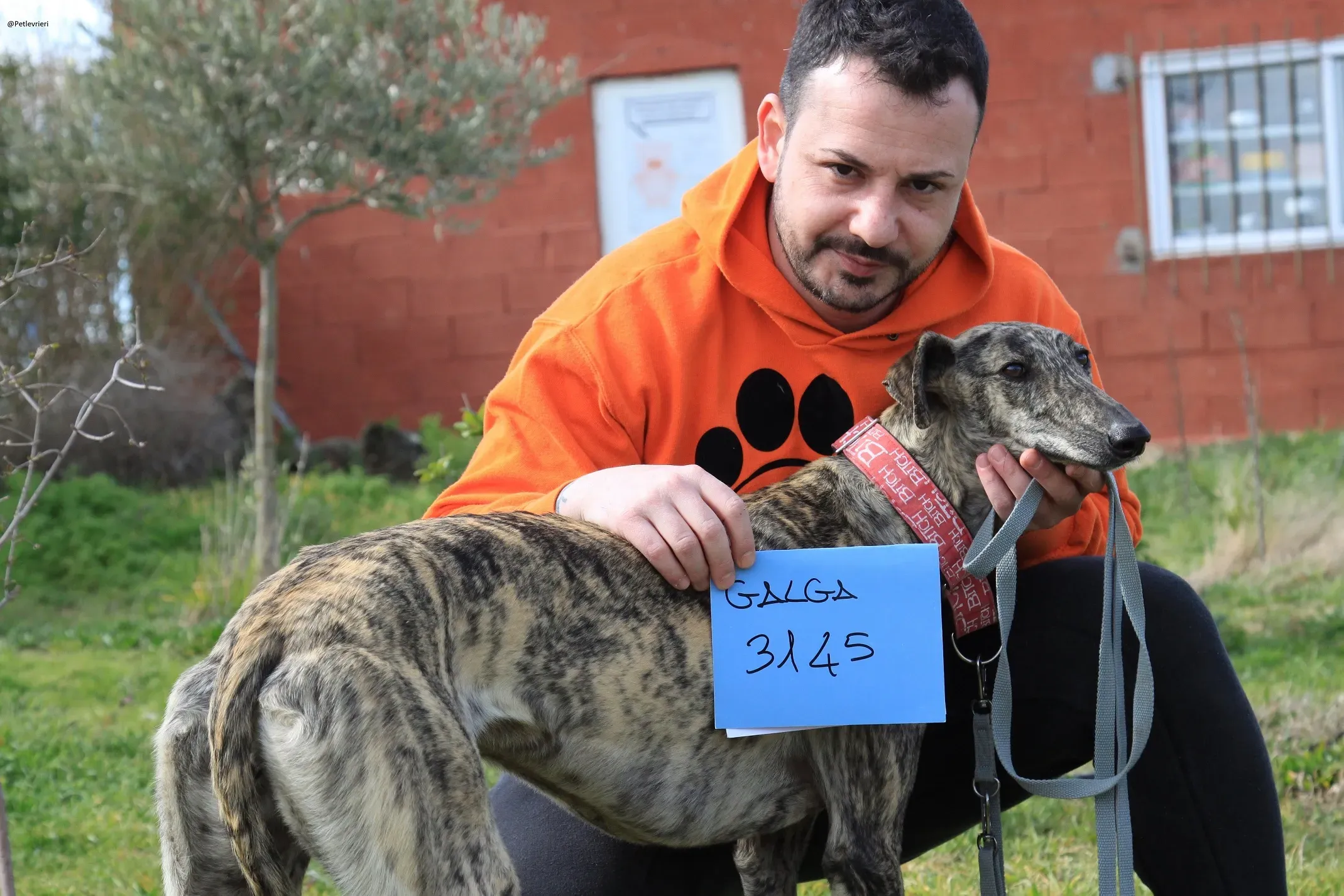 Galga chip 3145 Adozione Levrieri Galgo Scooby 32
