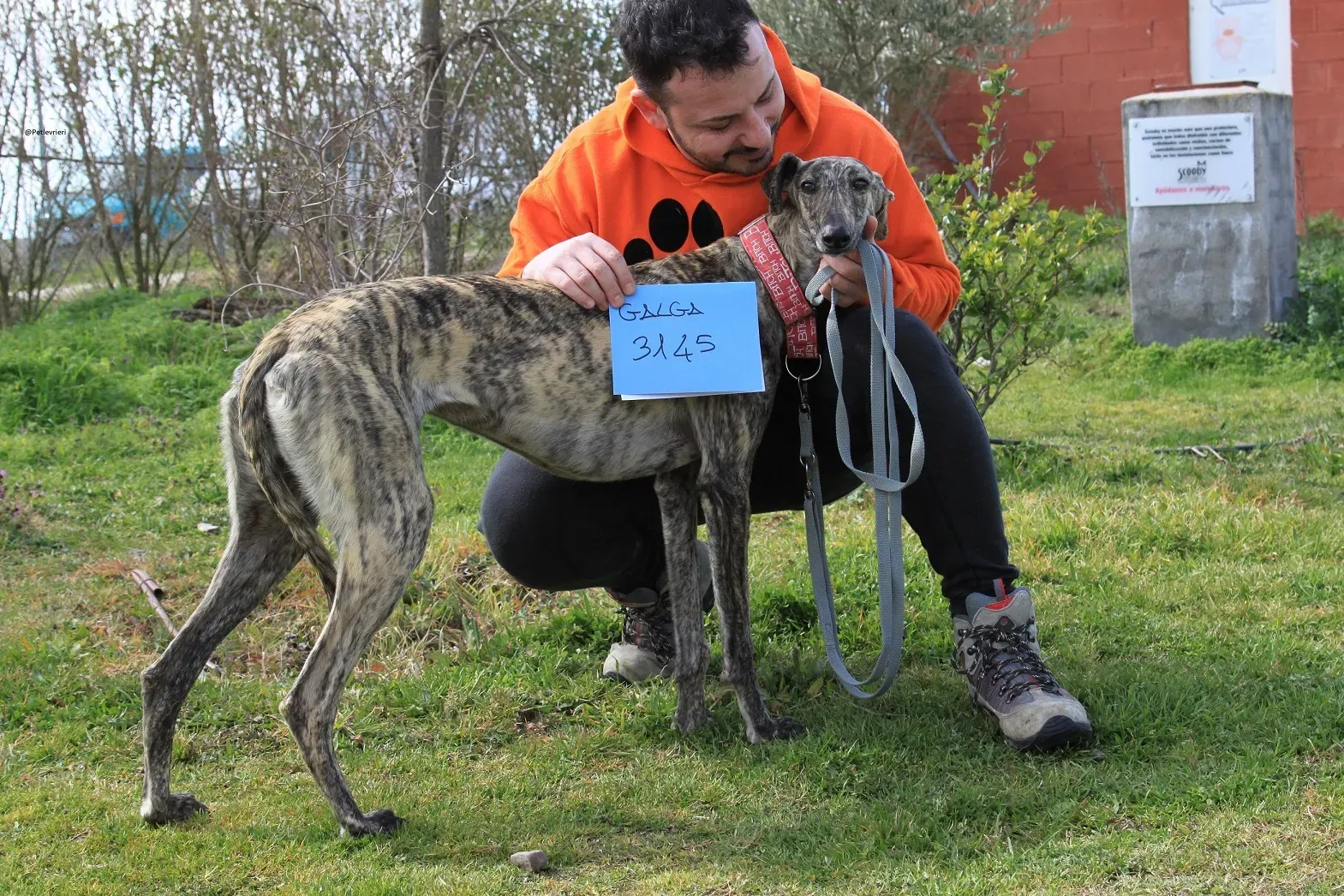 Galga chip 3145 Adozione Levrieri Galgo Scooby 33