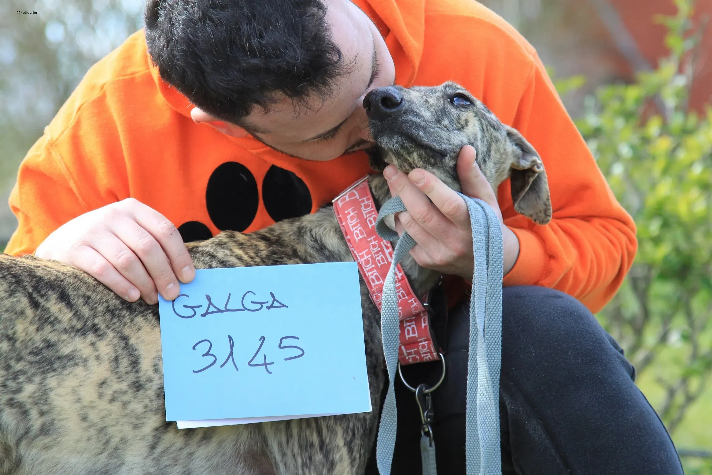 Galga chip 3145 Adozione Levrieri Galgo Scooby 34