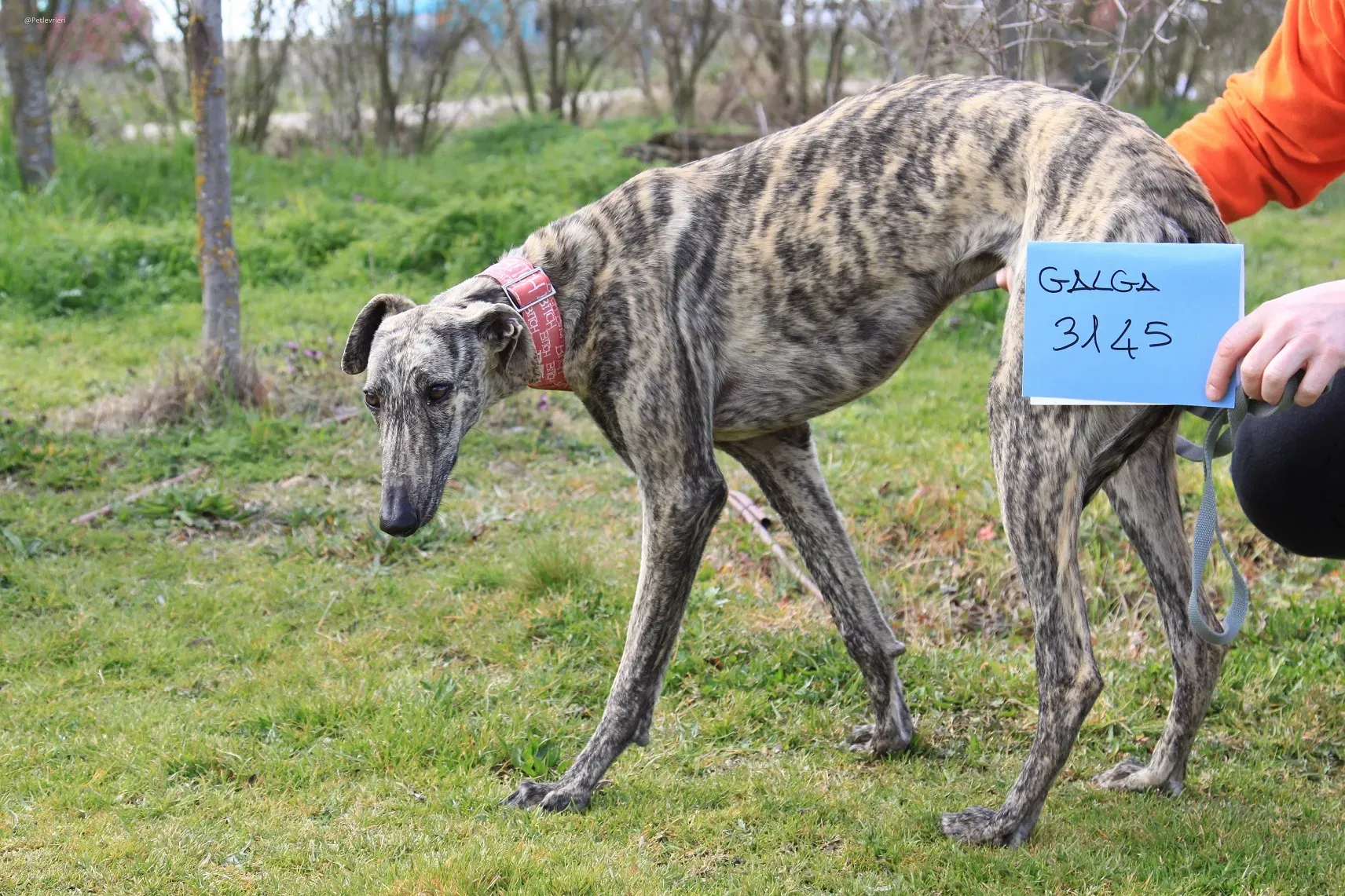 Galga chip 3145 Adozione Levrieri Galgo Scooby 35