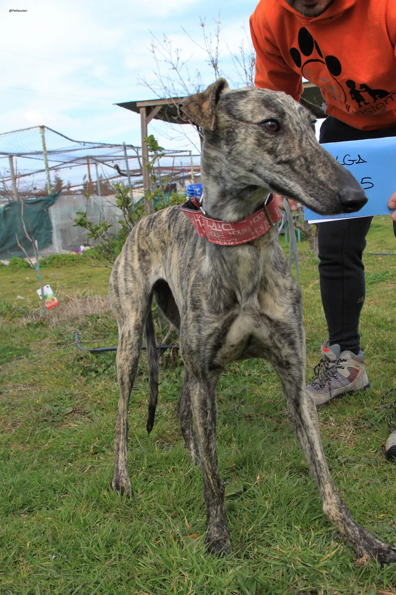Galga chip 3145 Adozione Levrieri Galgo Scooby 36