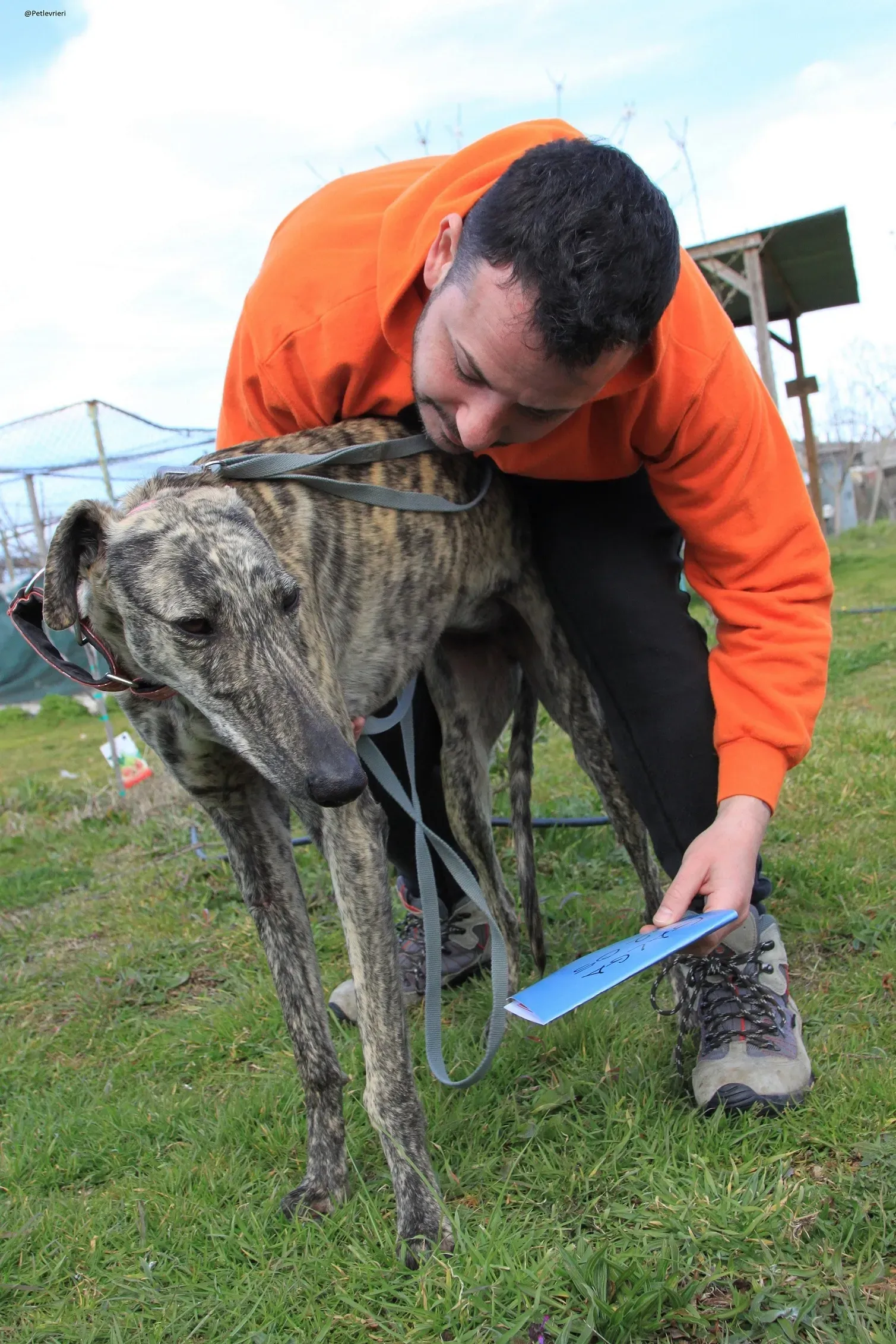 Galga chip 3145 Adozione Levrieri Galgo Scooby 37