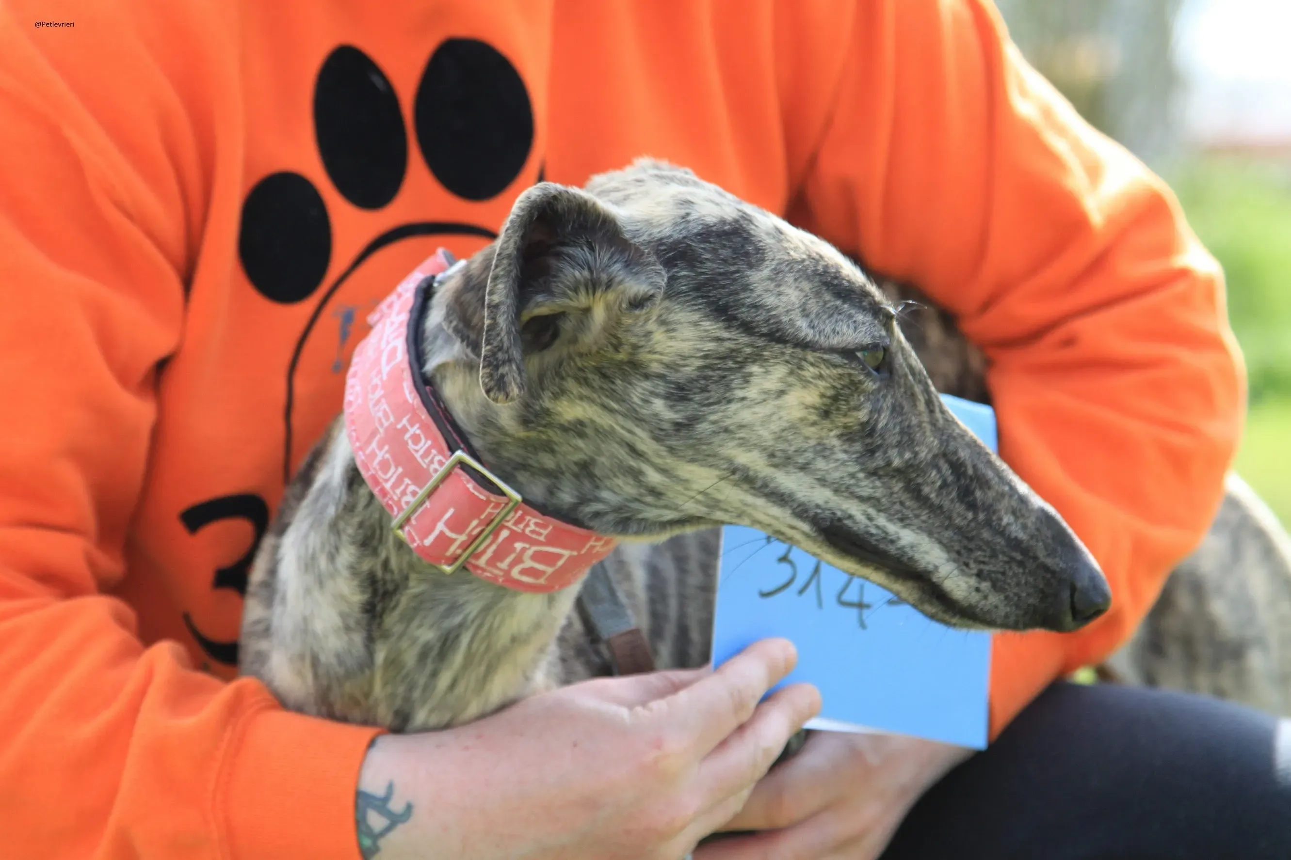 Galga chip 3145 Adozione Levrieri Galgo Scooby 39