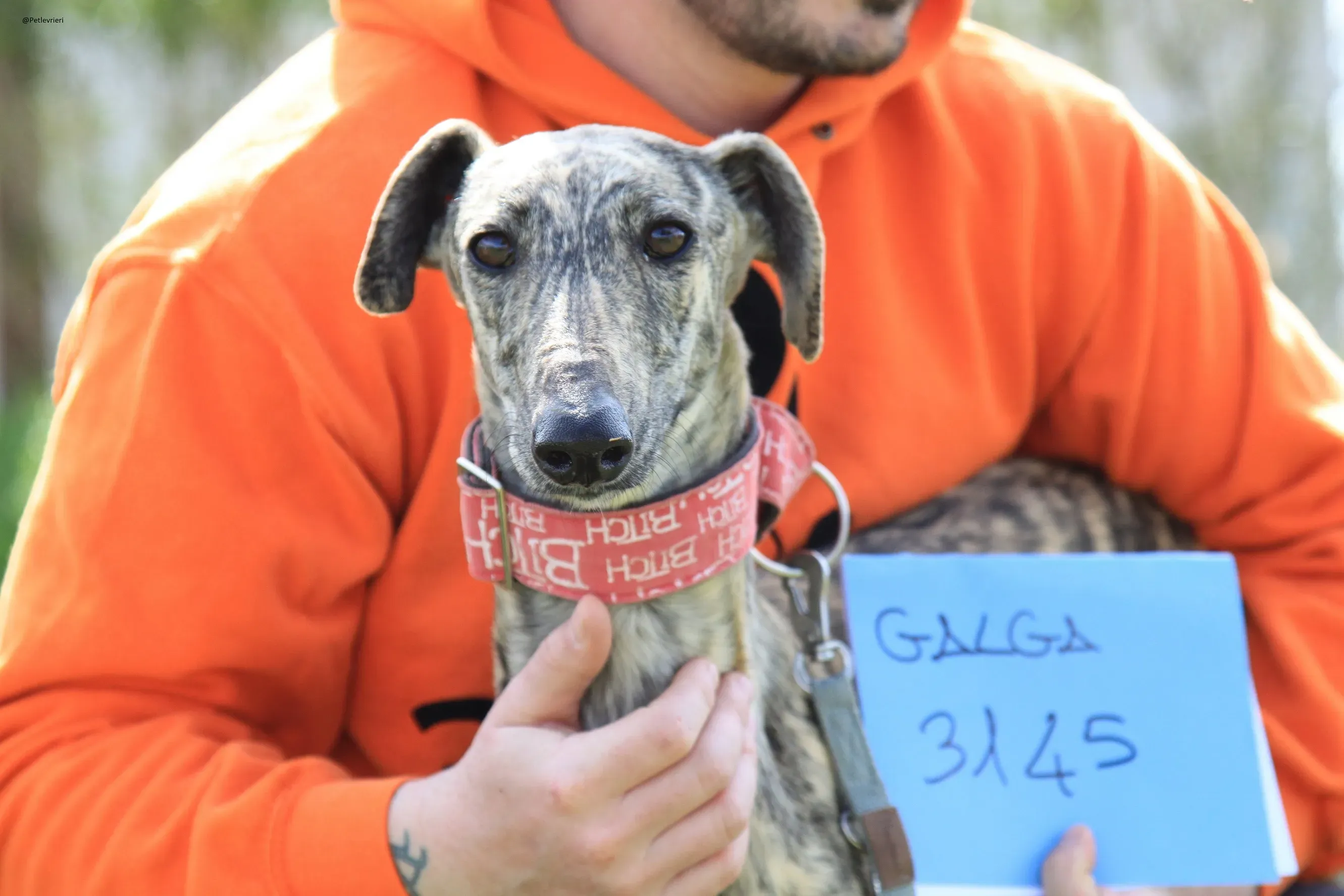 Galga chip 3145 Adozione Levrieri Galgo Scooby 40