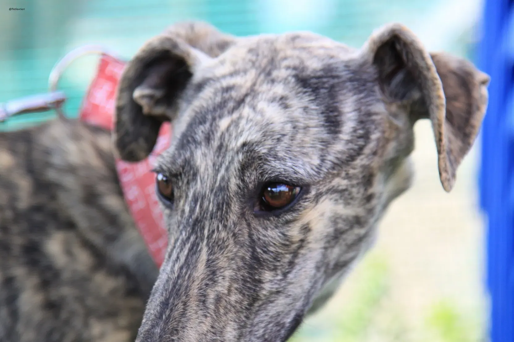 Galga chip 3145 Adozione Levrieri Galgo Scooby 5