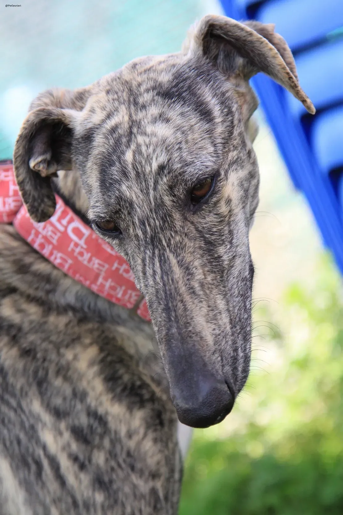 Galga chip 3145 Adozione Levrieri Galgo Scooby 7