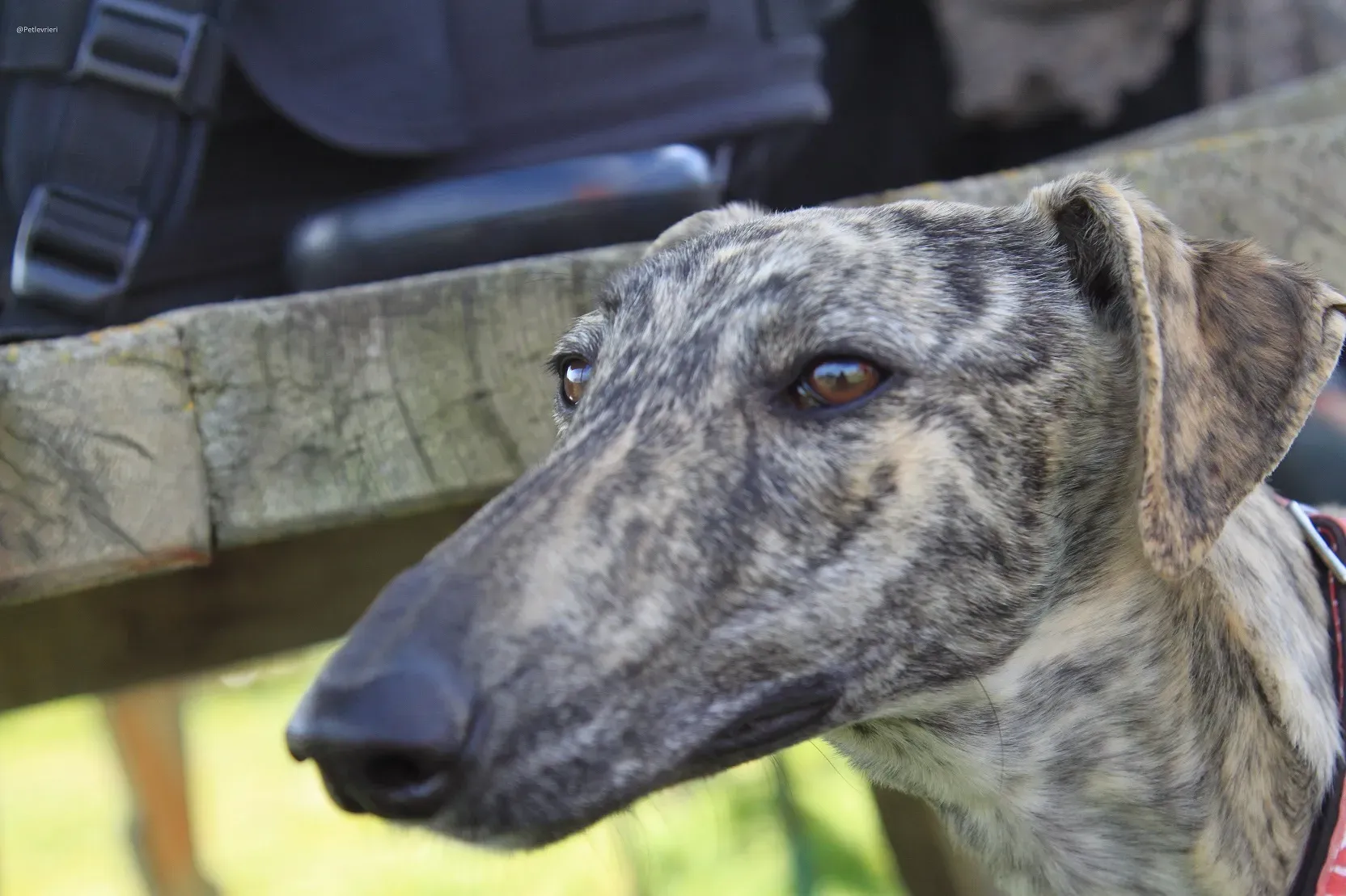 Galga chip 3145 Adozione Levrieri Galgo Scooby 8