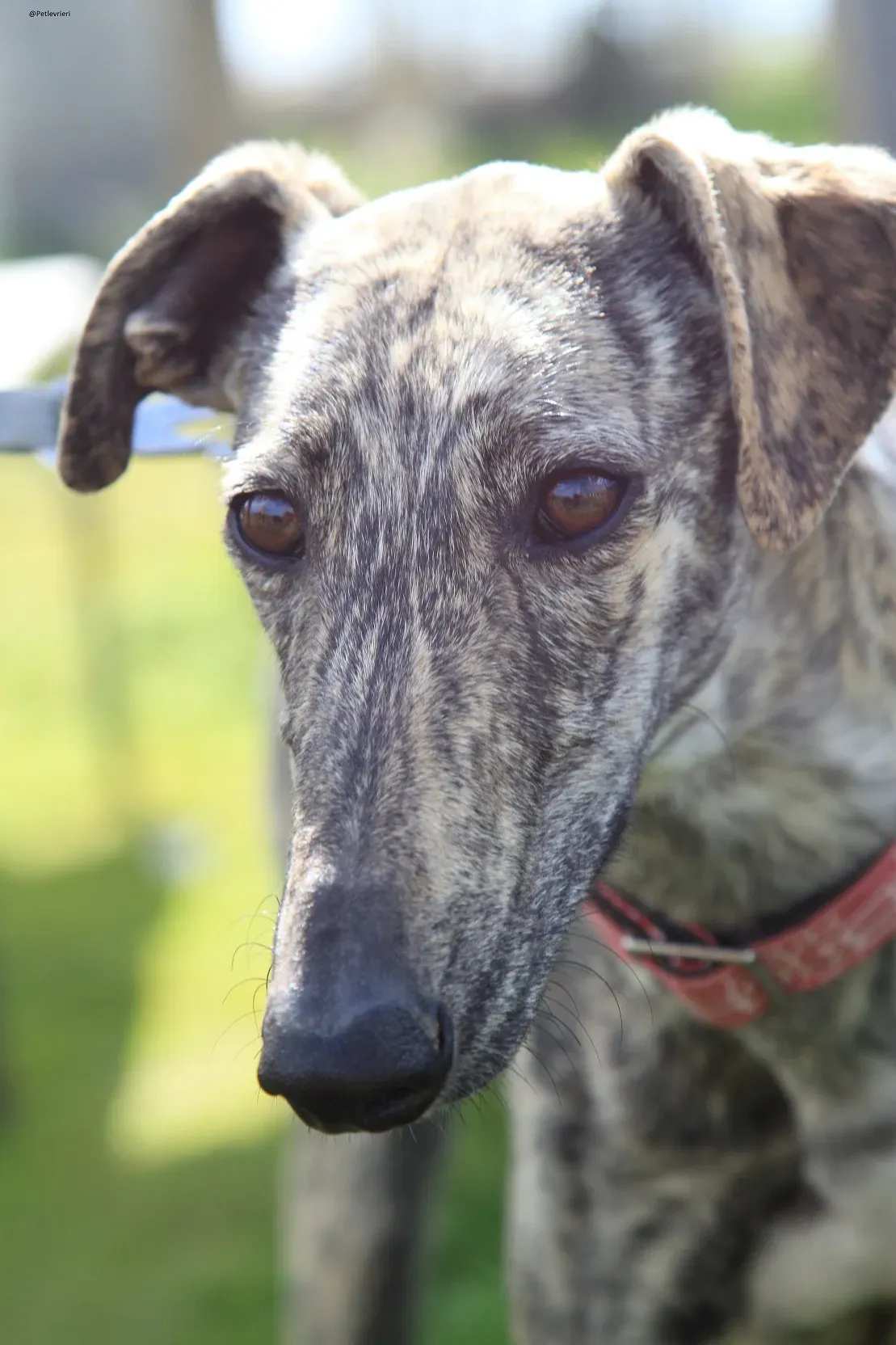 Galga chip 3145 Adozione Levrieri Galgo Scooby 9