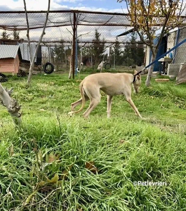 Galga chip 4902 adozione levrieri galgo 11