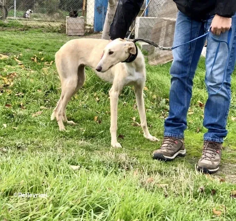 Galga chip 4902 adozione levrieri galgo 12