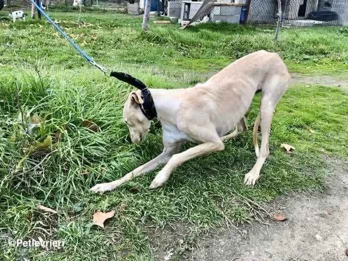 Galga chip 4902 adozione levrieri galgo 13