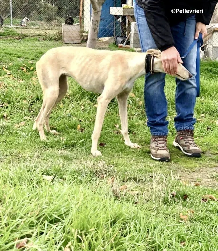 Galga chip 4902 adozione levrieri galgo 14