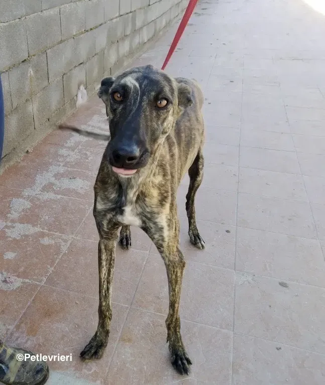 Galga chip 7823 adozione levrieri galgo 01 1