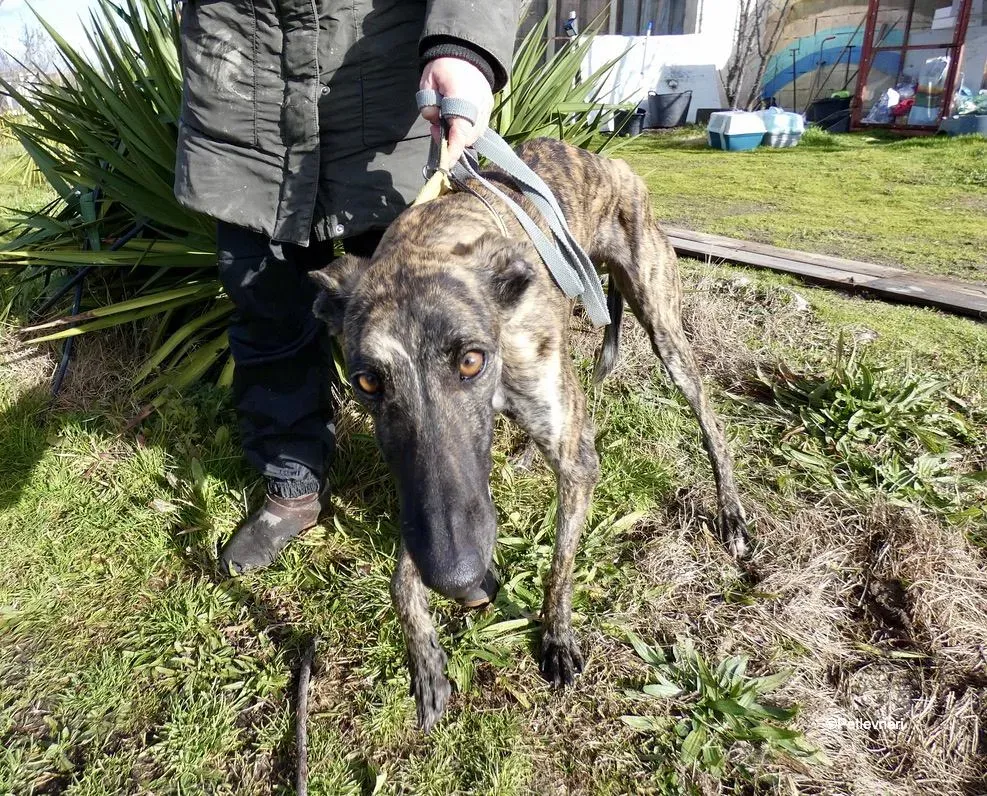 Galga chip 7823 adozione levrieri galgo 1 1