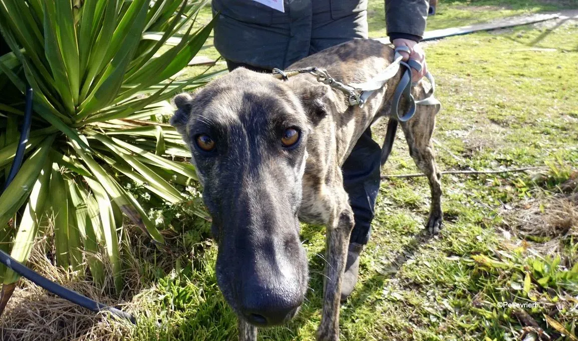 Galga chip 7823 adozione levrieri galgo 10 1