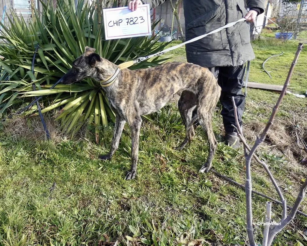 Galga chip 7823 adozione levrieri galgo 11 1