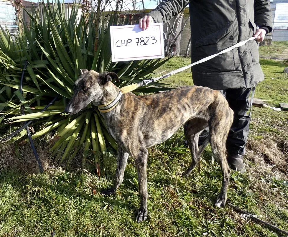 Galga chip 7823 adozione levrieri galgo 2 1