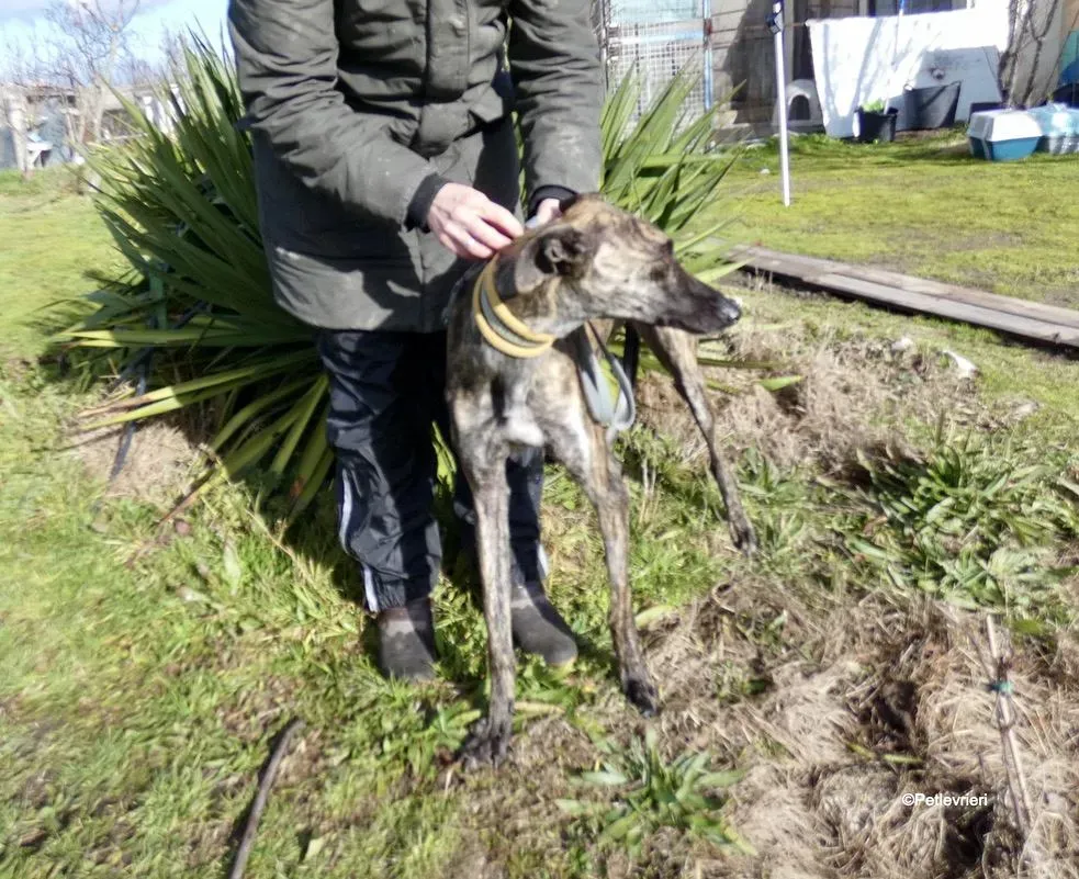 Galga chip 7823 adozione levrieri galgo 3 1