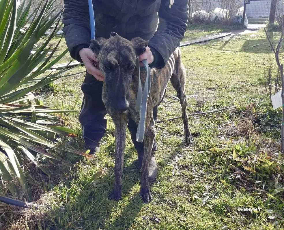 Galga chip 7823 adozione levrieri galgo 4 1