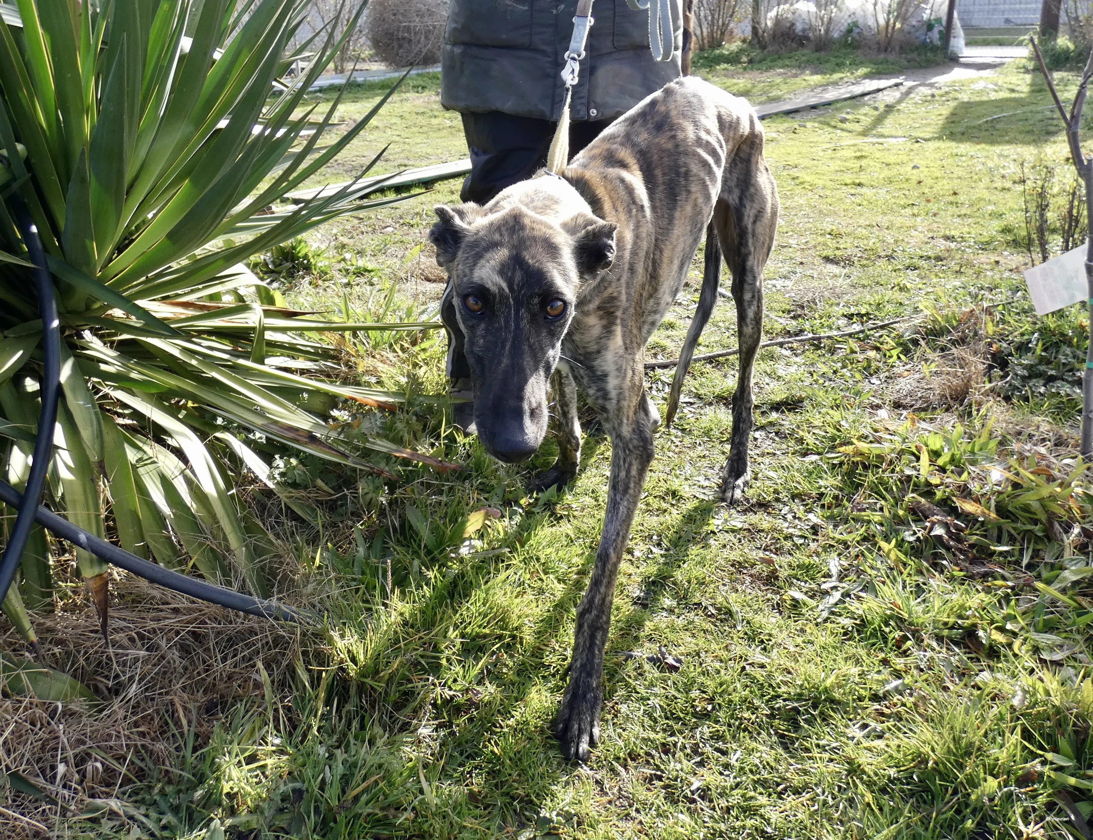 Galga chip 7823 adozione levrieri galgo 5 1