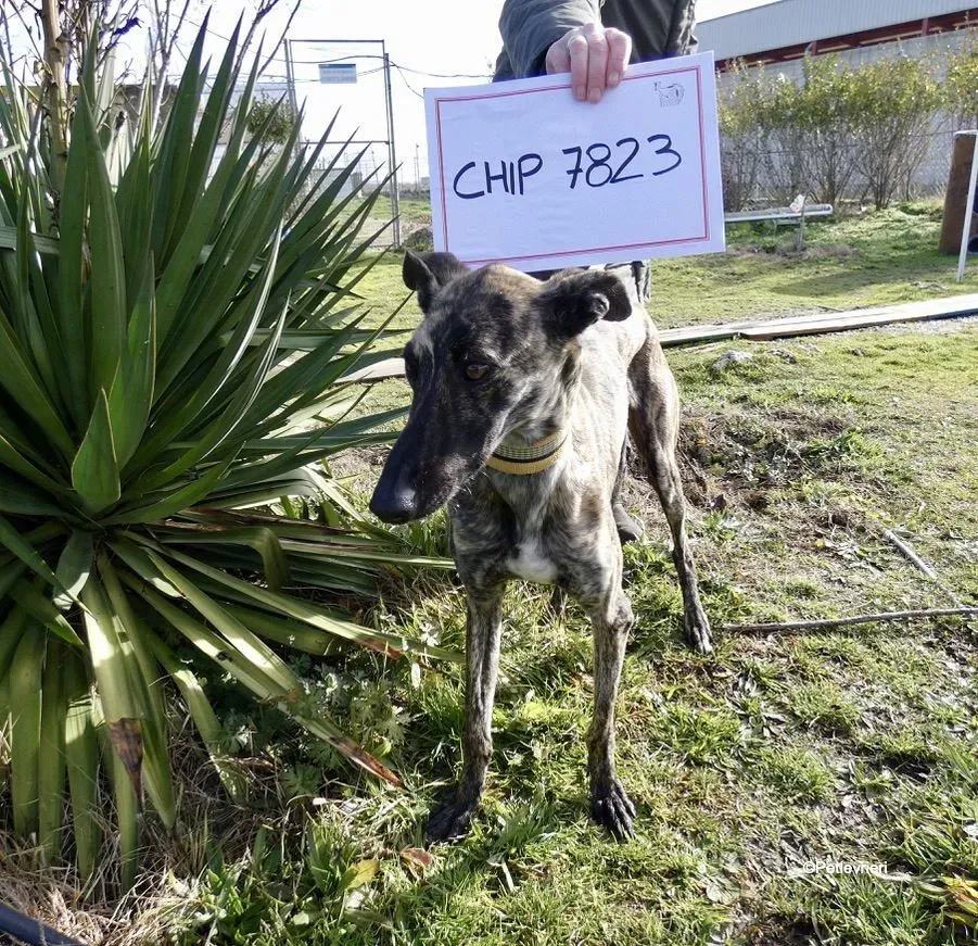 Galga chip 7823 adozione levrieri galgo 6 1