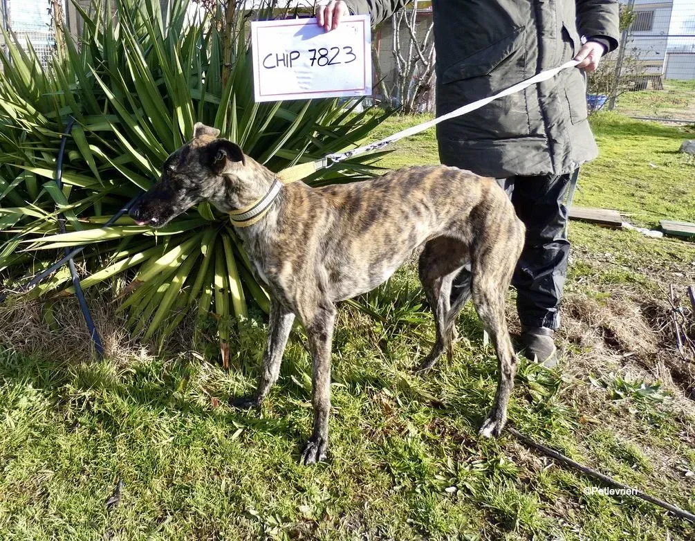 Galga chip 7823 adozione levrieri galgo 7 1