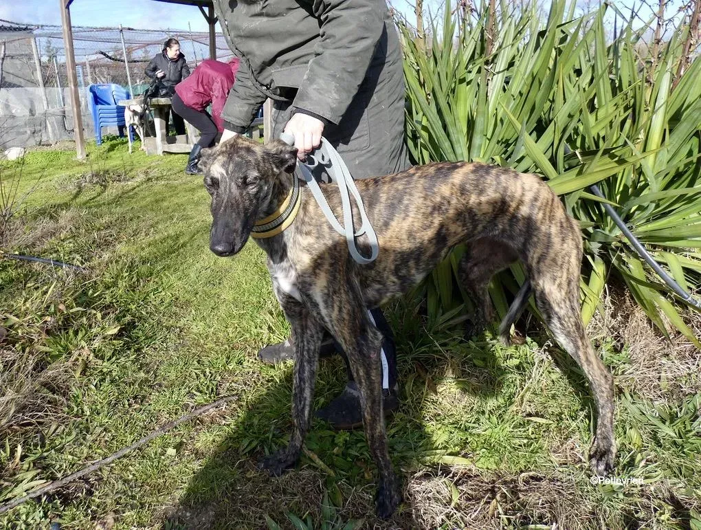 Galga chip 7823 adozione levrieri galgo 8 1