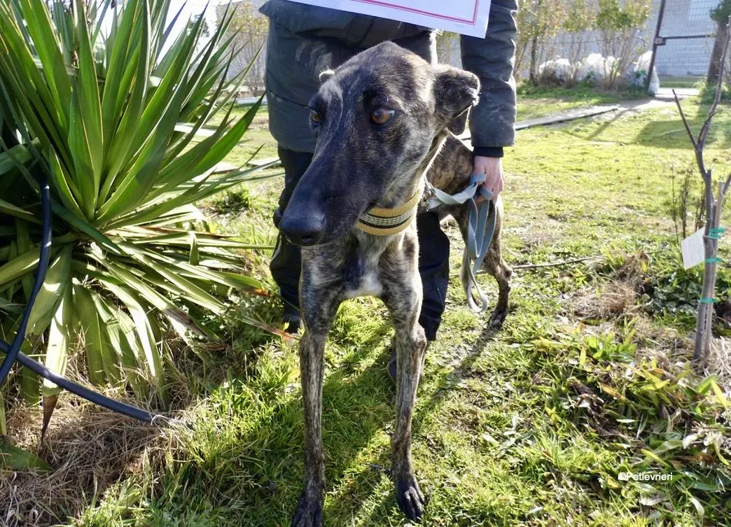 Galga chip 7823 adozione levrieri galgo 9 1