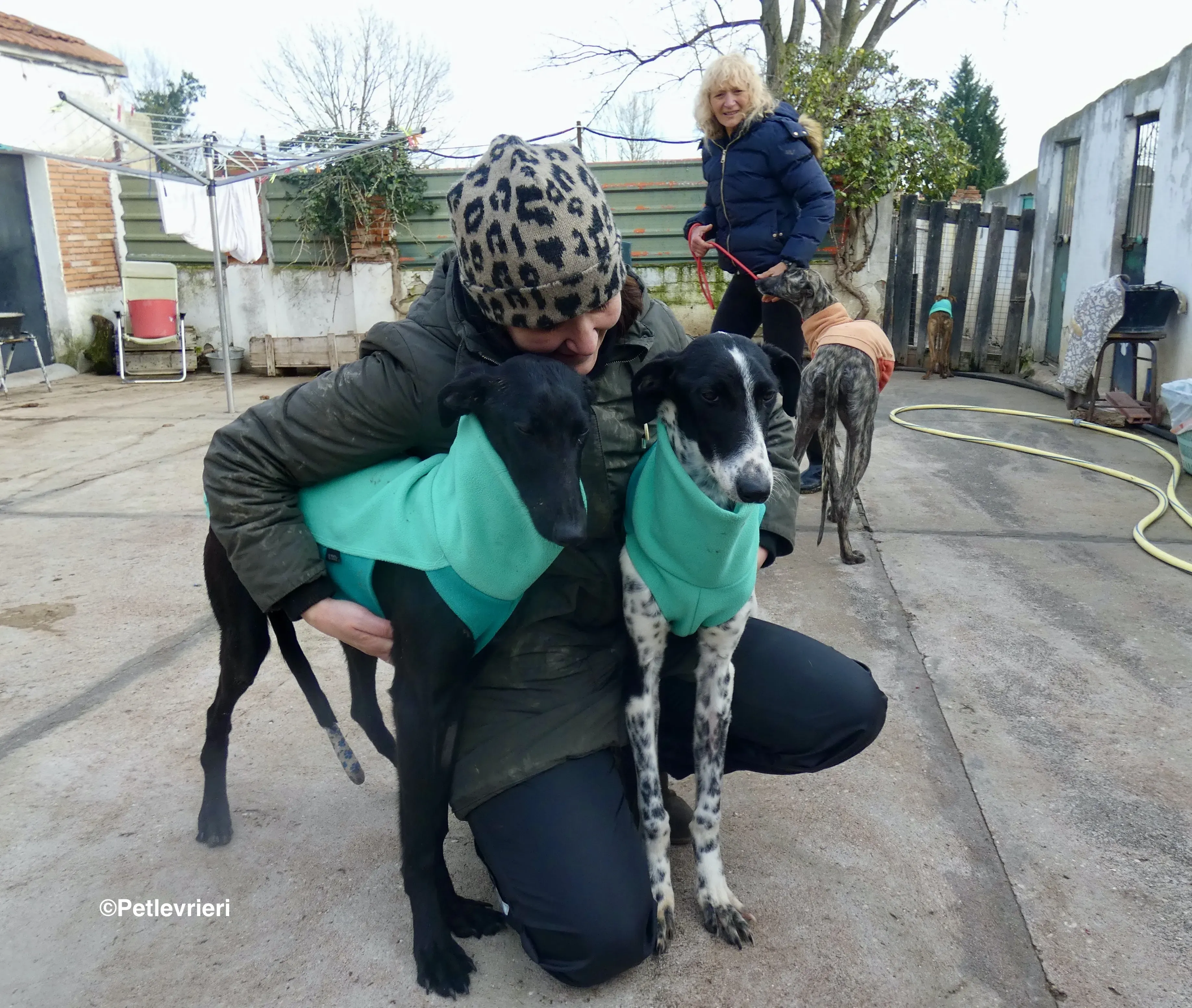 Galga nerabianca no chip adozione levrieri galgo 1