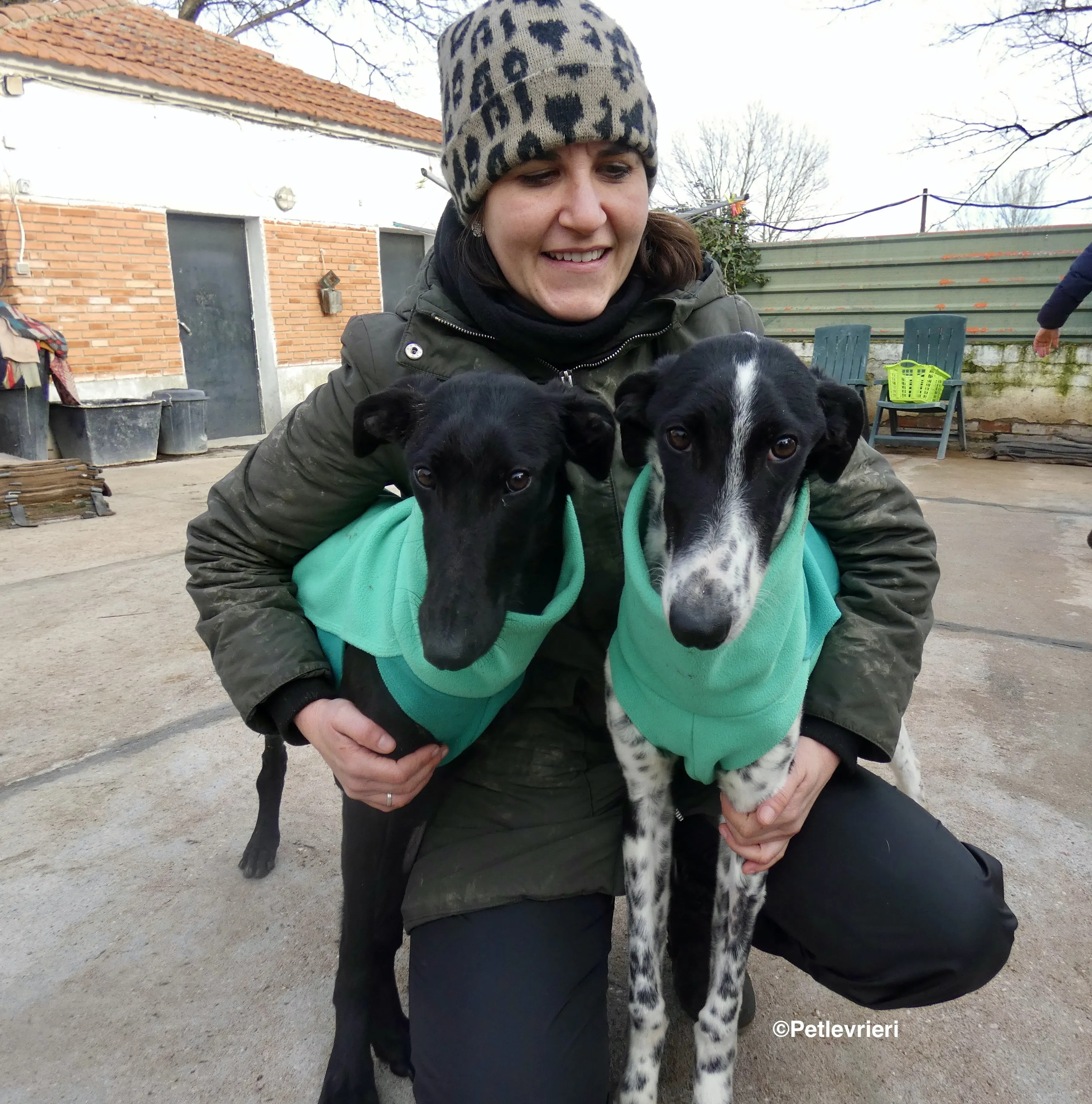 Galga nerabianca no chip adozione levrieri galgo 2