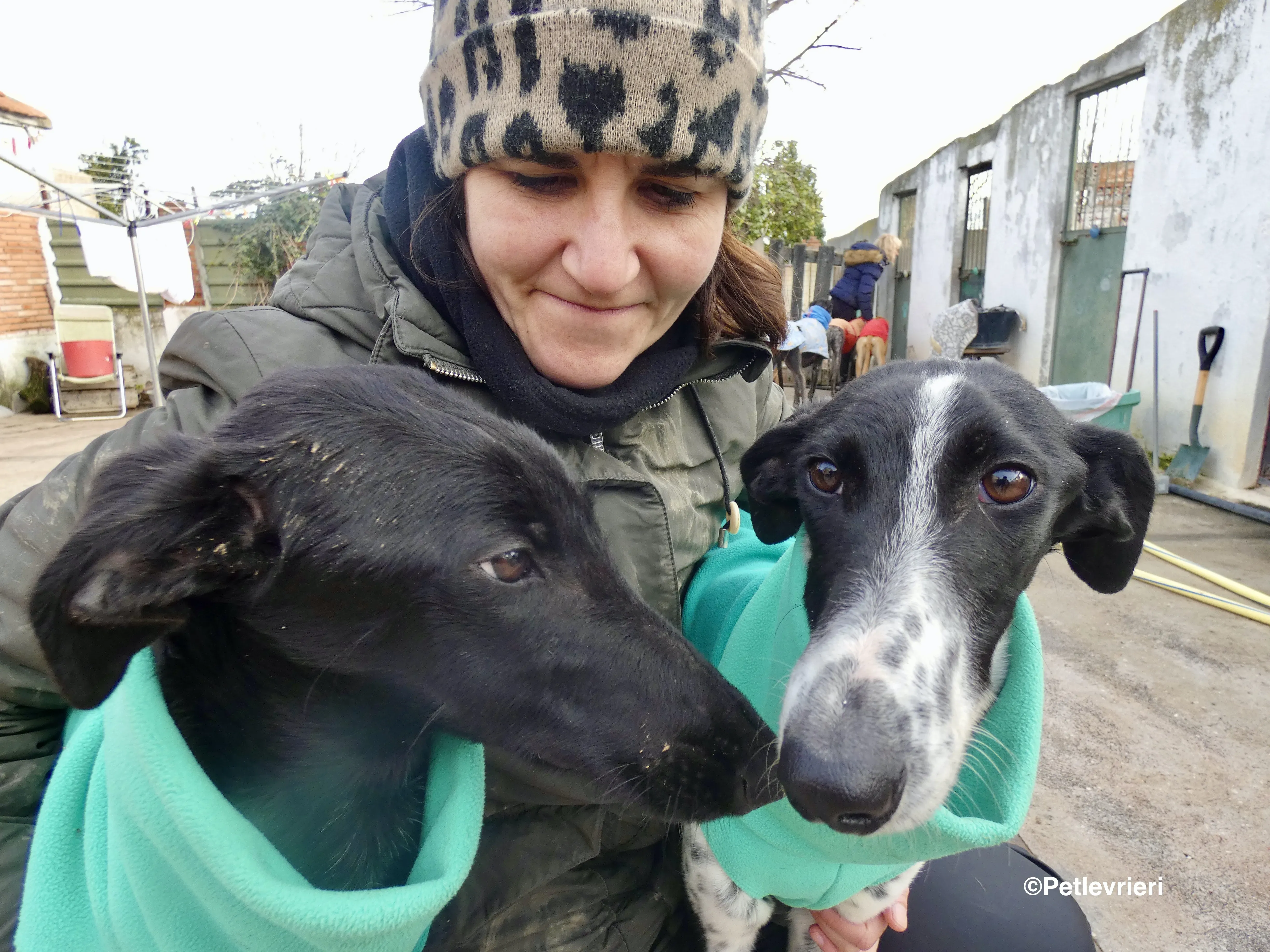 Galga nerabianca no chip adozione levrieri galgo 3
