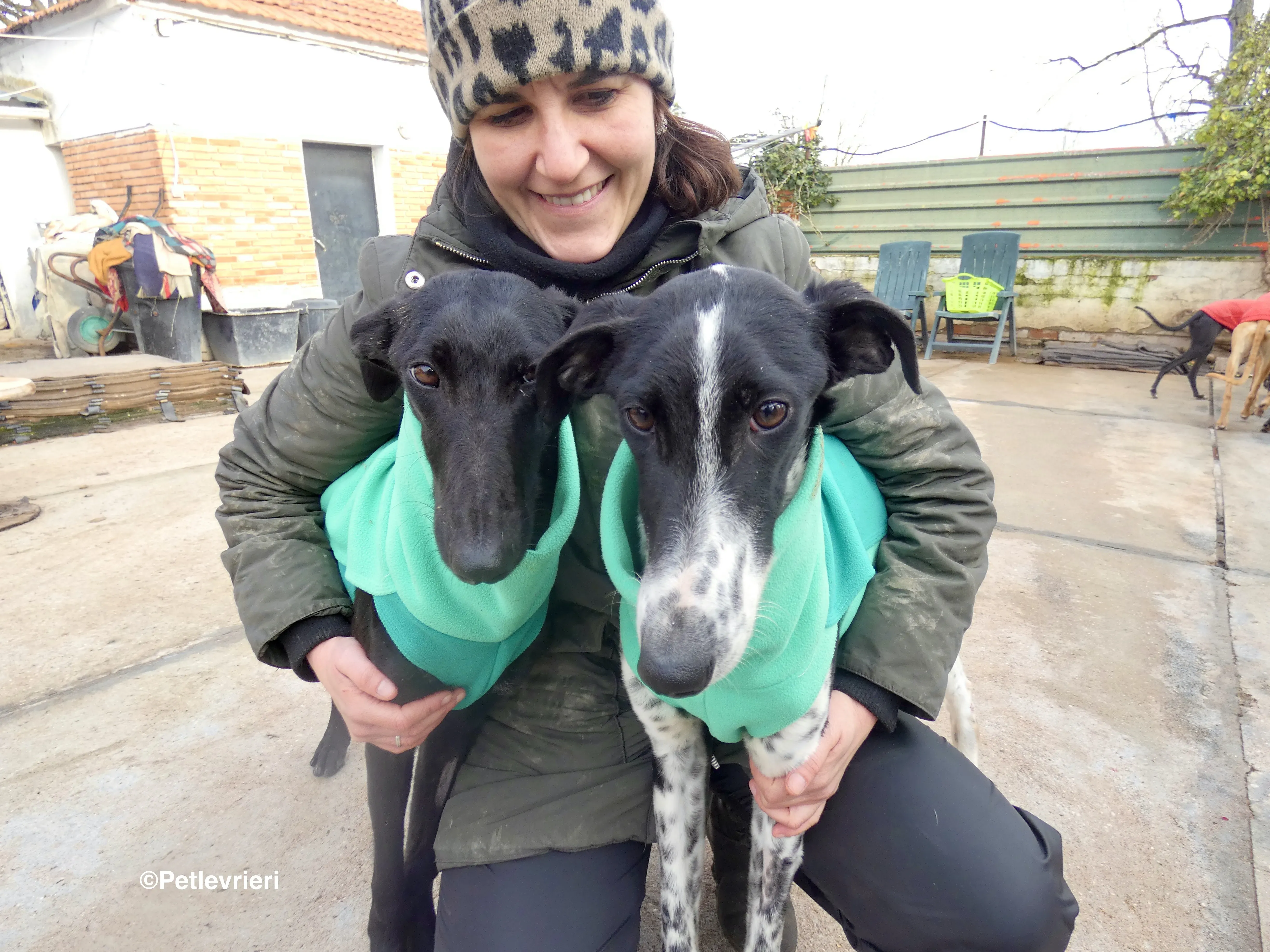 Galga nerabianca no chip adozione levrieri galgo 4