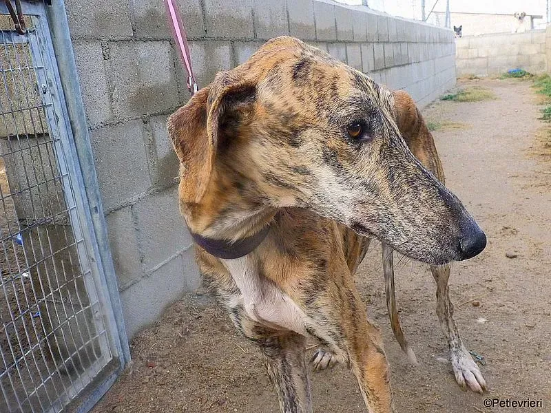 Galgo chip 7889 adozione levrieri galgo 1