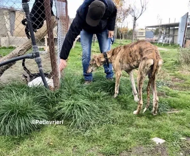 Galgo chip 7889 adozione levrieri galgo 10