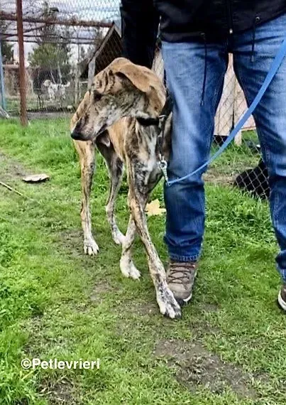 Galgo chip 7889 adozione levrieri galgo 11