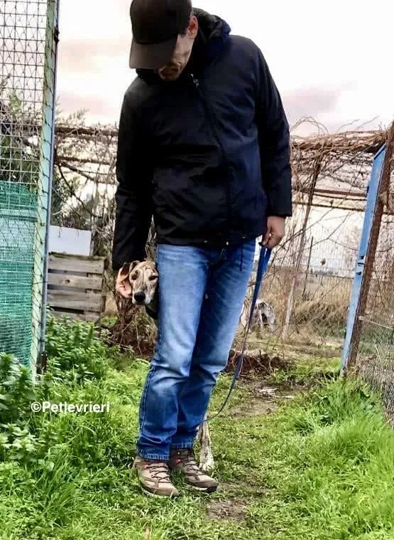 Galgo chip 7889 adozione levrieri galgo 12