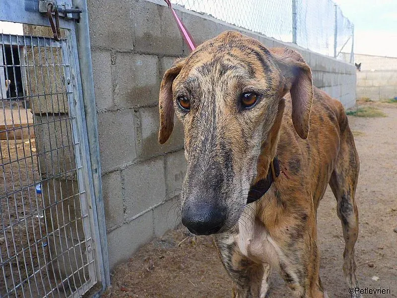 Galgo chip 7889 adozione levrieri galgo 2
