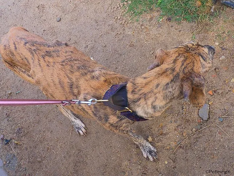 Galgo chip 7889 adozione levrieri galgo 3