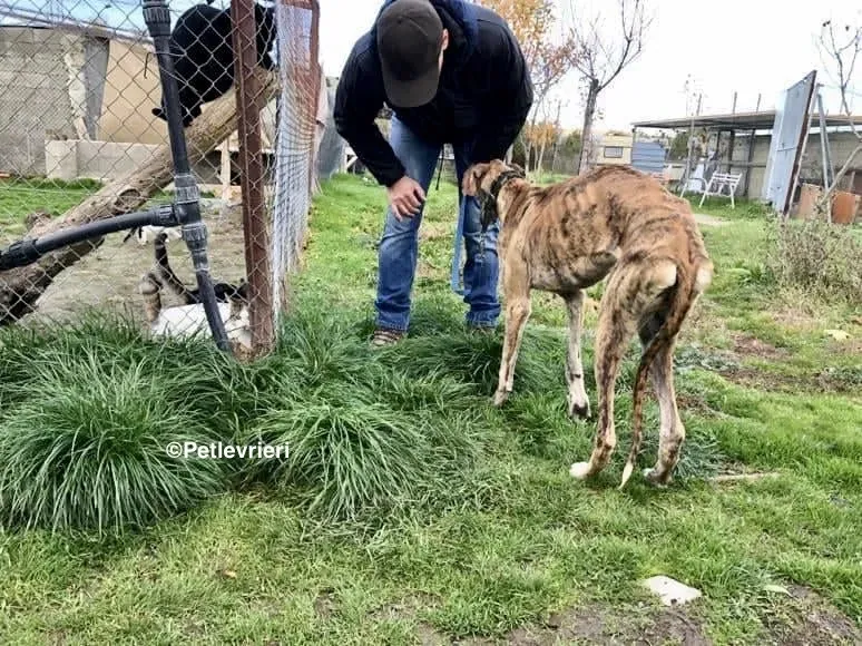 Galgo chip 7889 adozione levrieri galgo 5