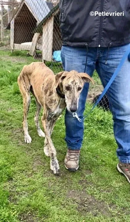 Galgo chip 7889 adozione levrieri galgo 6