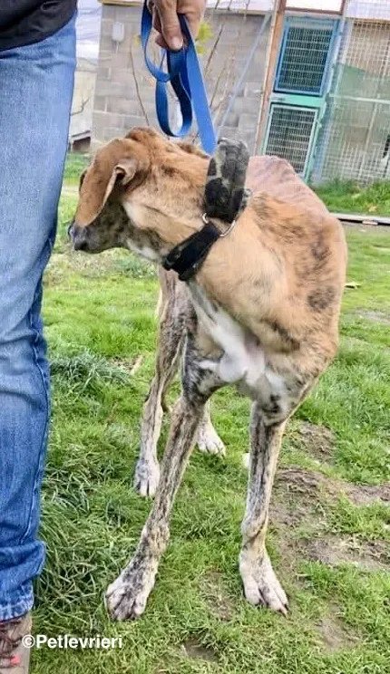 Galgo chip 7889 adozione levrieri galgo 7