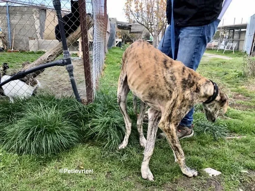 Galgo chip 7889 adozione levrieri galgo 8