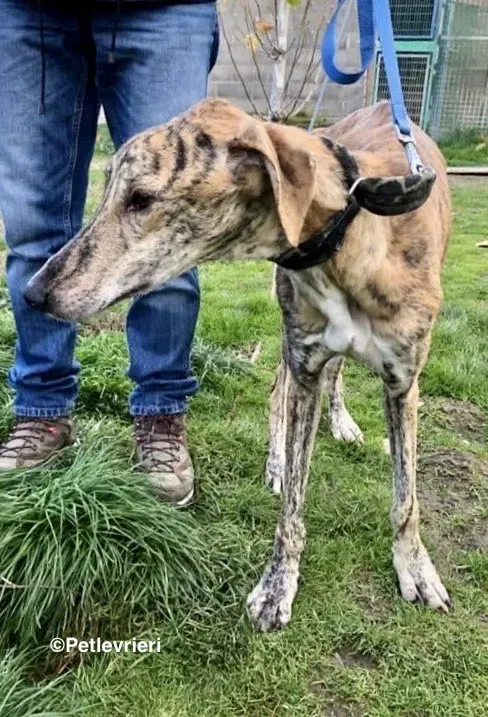 Galgo chip 7889 adozione levrieri galgo 9