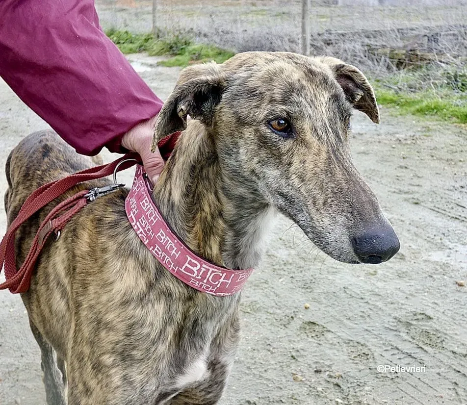 Galgo chip 8053 adozione levrieri galgo 1